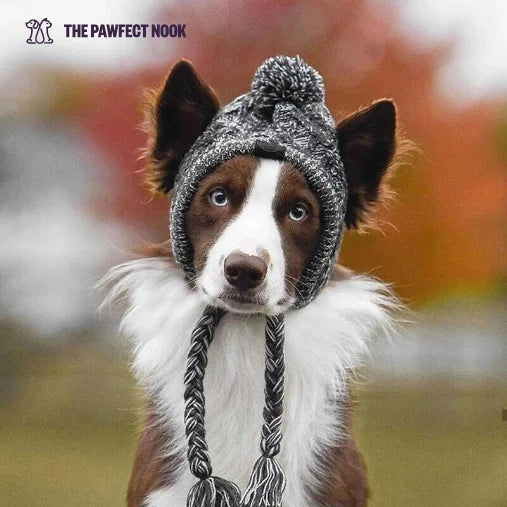 Brown dog wearing Dog Calming Hat