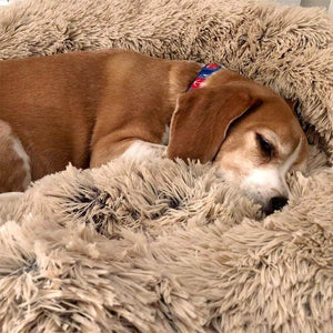 Dog sleeping on brown cloud pet bed