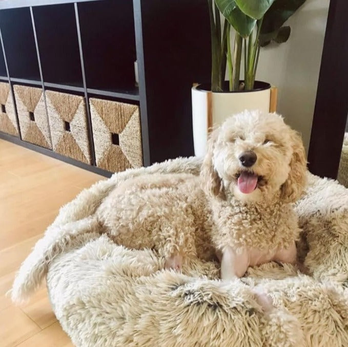 Dog on brown cloud pet bed