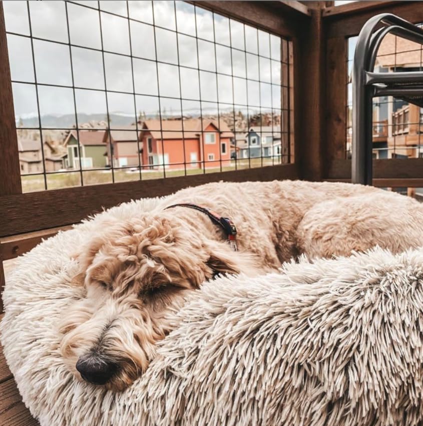 Brown Dog sleeping on cloud pet bed